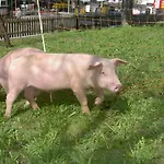 Ederfeld