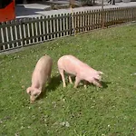 Ξενοδοχείο με διαμερίσματα Ederfeld Mayrhofen