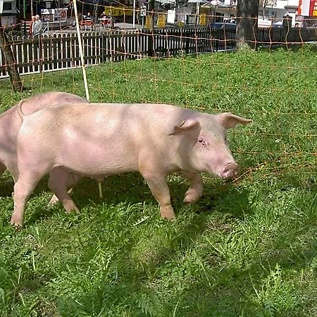 Ederfeld