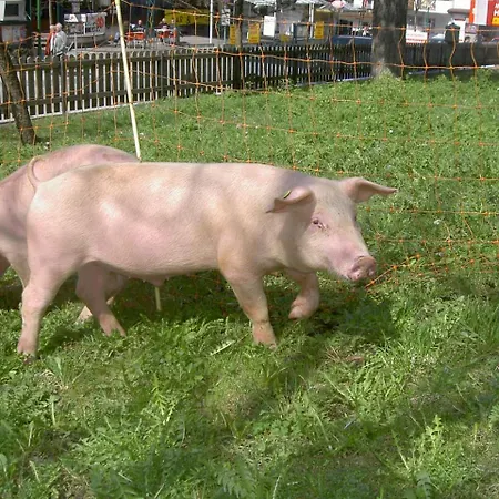 Ederfeld