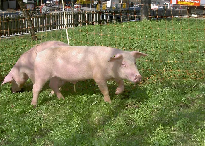 أبارتهوتل اديرفيلد